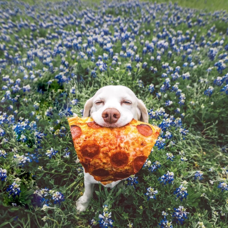 A white dog with closed eyes holds a large slice of pepperoni pizza in a field of blue flowers.